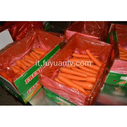 Carota fresca di Shandong in vendita